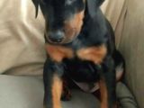 Estetikli ve estetiksiz King Doberman erkek dişi mevcut