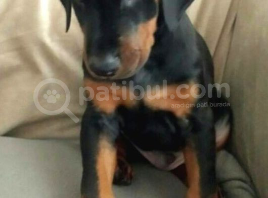 Estetikli Ve Estetiksiz King Doberman Erkek Dişi Mevcut