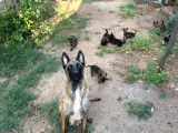 Malinois Yavrular Her Yere Gönderilir