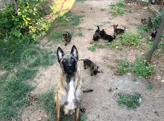 Malinois Yavrular Her Yere Gönderilir