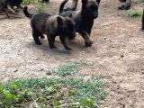 Malinois Yavrular Her Yere Gönderilir