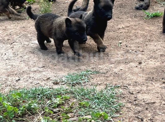 Malinois Yavrular Her Yere Gönderilir görsel