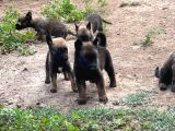 Malinois Yavrular Her Yere Gönderilir