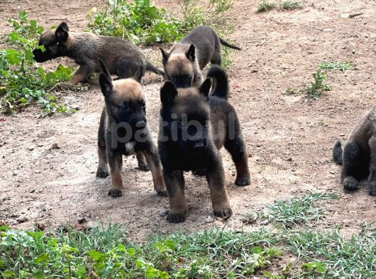 Malinois Yavrular Her Yere Gönderilir görsel