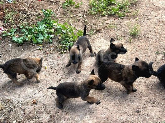 Malinois Yavrular Her Yere Gönderilir görsel
