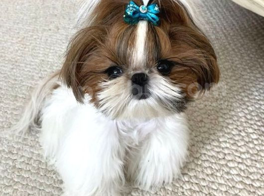 Teacup Anti-Alerjik Shihtzu Yavrular Her Yere Gönderilir görsel