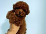 Red braw kıpkırmızı ev üretimi TOOY POODLE 