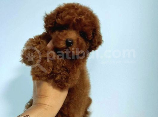 Red Braw Kıpkırmızı Ev Üretimi Tooy Poodle 