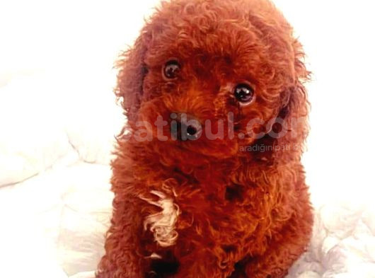 Red Braw Kıpkırmızı Ev Üretimi Tooy Poodle  görsel