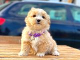 Kahve Tonlu Mini Boy Puppy Sevimli Yavrular Malti̇po Ci̇nsi̇ 