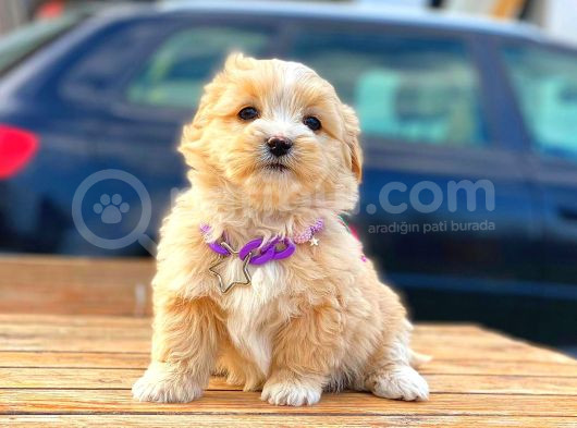 Kahve Tonlu Mini Boy Puppy Sevimli Yavrular Malti̇po Ci̇nsi̇  görsel