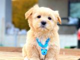 Kahve tonlu mini boy puppy sevimli yavrular MALTİPO CİNSİ 