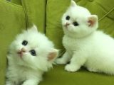 British Longhair Old Ayes Minnoş Kızlarım