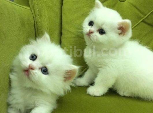 British Longhair Old Ayes Minnoş Kızlarım görsel