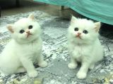 British Longhair Old Ayes Minnoş Kızlarım