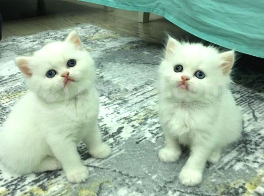 British Longhair Old Ayes Minnoş Kızlarım görsel