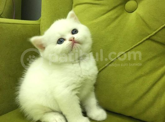 British Longhair Old Ayes Minnoş Kızlarım görsel