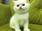 British Longhair Old Ayes Minnoş Kızlarım