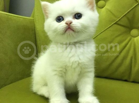 British Longhair Old Ayes Minnoş Kızlarım görsel