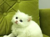 British longhair old ayes minnoş kızlarım