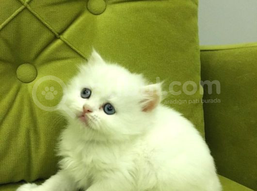 British Longhair Old Ayes Minnoş Kızlarım