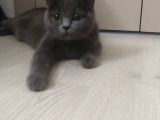 55 Günlük Scottish Fold Ve British Shorthair Yavrularımız