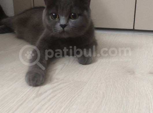 55 Günlük Scottish Fold Ve British Shorthair Yavrularımız görsel