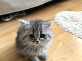 Dünyalar Tatlısı Torunumu Sahiplendiriyorum