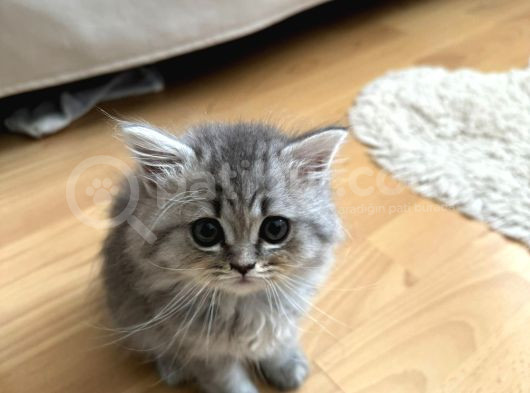 Dünyalar Tatlısı Torunumu Sahiplendiriyorum görsel