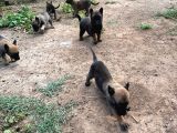Malinois Yavrular Her Yere Gönderilir