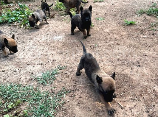 Malinois Yavrular Her Yere Gönderilir görsel