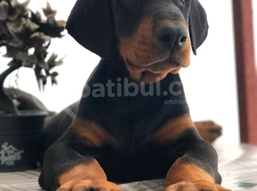 Estetikli Ve Estetiksiz King Doberman Erkek Dişi Mevcut görsel