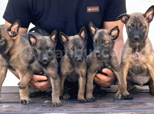 Malinois Yavrular Her Yere Gönderilir görsel