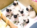 Gül Kuyruk Kisa Pug Yavrular Her Yere Gönderi̇li̇r