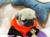 Gül Kuyruk Kisa Pug Yavrular Her Yere Gönderi̇li̇r