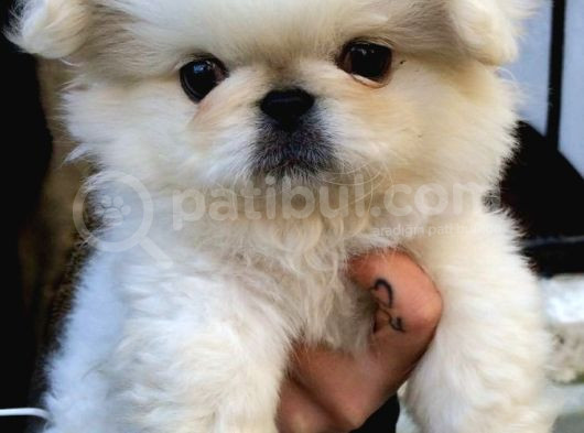 Küt Burun Sevimli Yavrular Peki̇nez Ci̇nsi̇  görsel