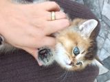 British Shorteir Erkek Yavru Kedi Golden 