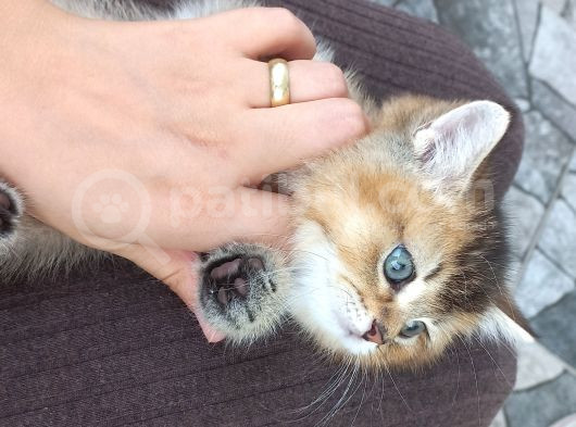 British Shorteir Erkek Yavru Kedi Golden  görsel