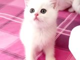 Safkan Renk Cümbüşü Yavrularım