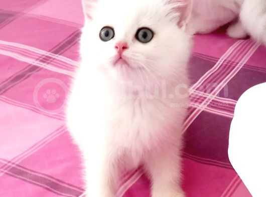 Safkan Renk Cümbüşü Yavrularım görsel