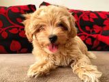 Kahve tonlu mini boy puppy sevimli yavrular MALTİPO CİNSİ 