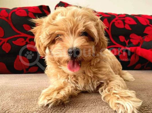 Kahve Tonlu Mini Boy Puppy Sevimli Yavrular Malti̇po Ci̇nsi̇ 