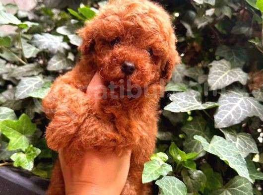 Kahve Tonlu Mini Boy Puppy Sevimli Yavrular Malti̇po Ci̇nsi̇  görsel