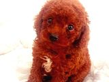Red Braw Kıpkırmızı Ev Üretimi Tooy Poodle 