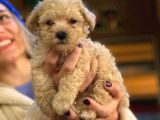 Kahve Tonlu Mini Boy Puppy Sevimli Yavrular Malti̇po Ci̇nsi̇ 