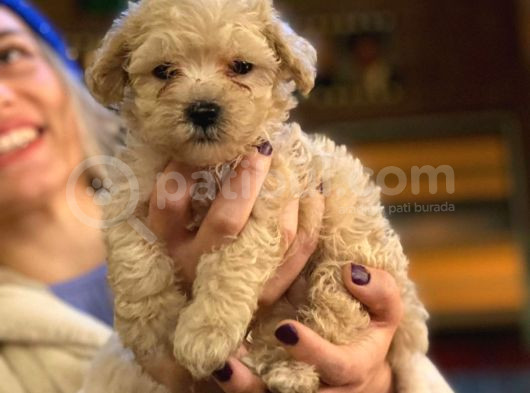 Kahve Tonlu Mini Boy Puppy Sevimli Yavrular Malti̇po Ci̇nsi̇  görsel