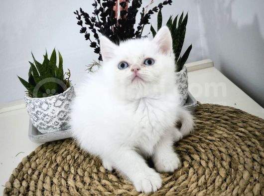 Şecereli Anne Babamızın Yavruları görsel