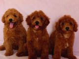 Red braw kıpkırmızı ev üretimi TOOY POODLE 