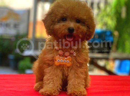 Red Braw Kıpkırmızı Ev Üretimi Tooy Poodle  görsel
