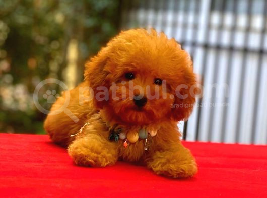 Red Braw Kıpkırmızı Ev Üretimi Tooy Poodle 